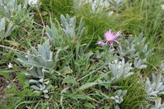 Psephellus boissieri