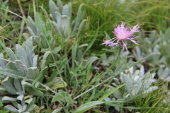 Psephellus boissieri