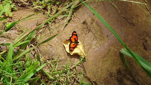 Orange-streak Acraea