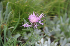 Psephellus boissieri