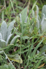 Psephellus boissieri