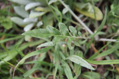 Psephellus boissieri