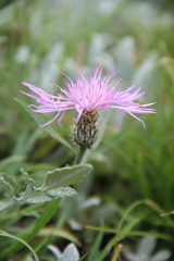 Psephellus boissieri