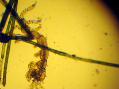 Caprella penantis