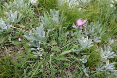 Psephellus boissieri