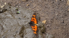 Acraea perenna