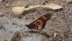 Acraea perenna