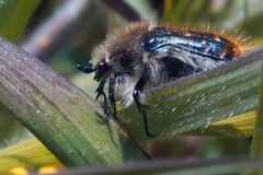 Tropinota squalida