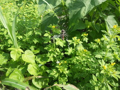 Araneae