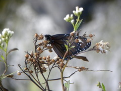 Danaus eresimus montezuma