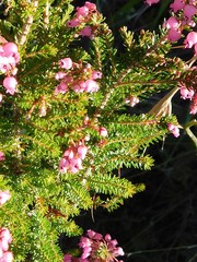 Erica lateralis