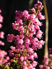 Erica lateralis