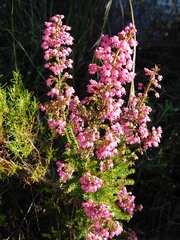 Erica lateralis