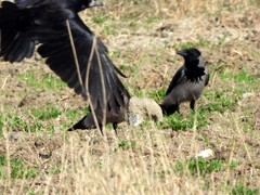 Corvus cornix