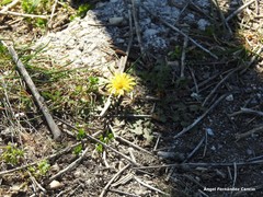 Taraxacum obovatum