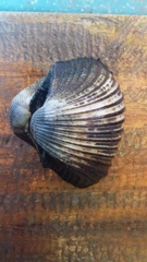 Larkinia grandis