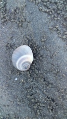 Natica unifasciata