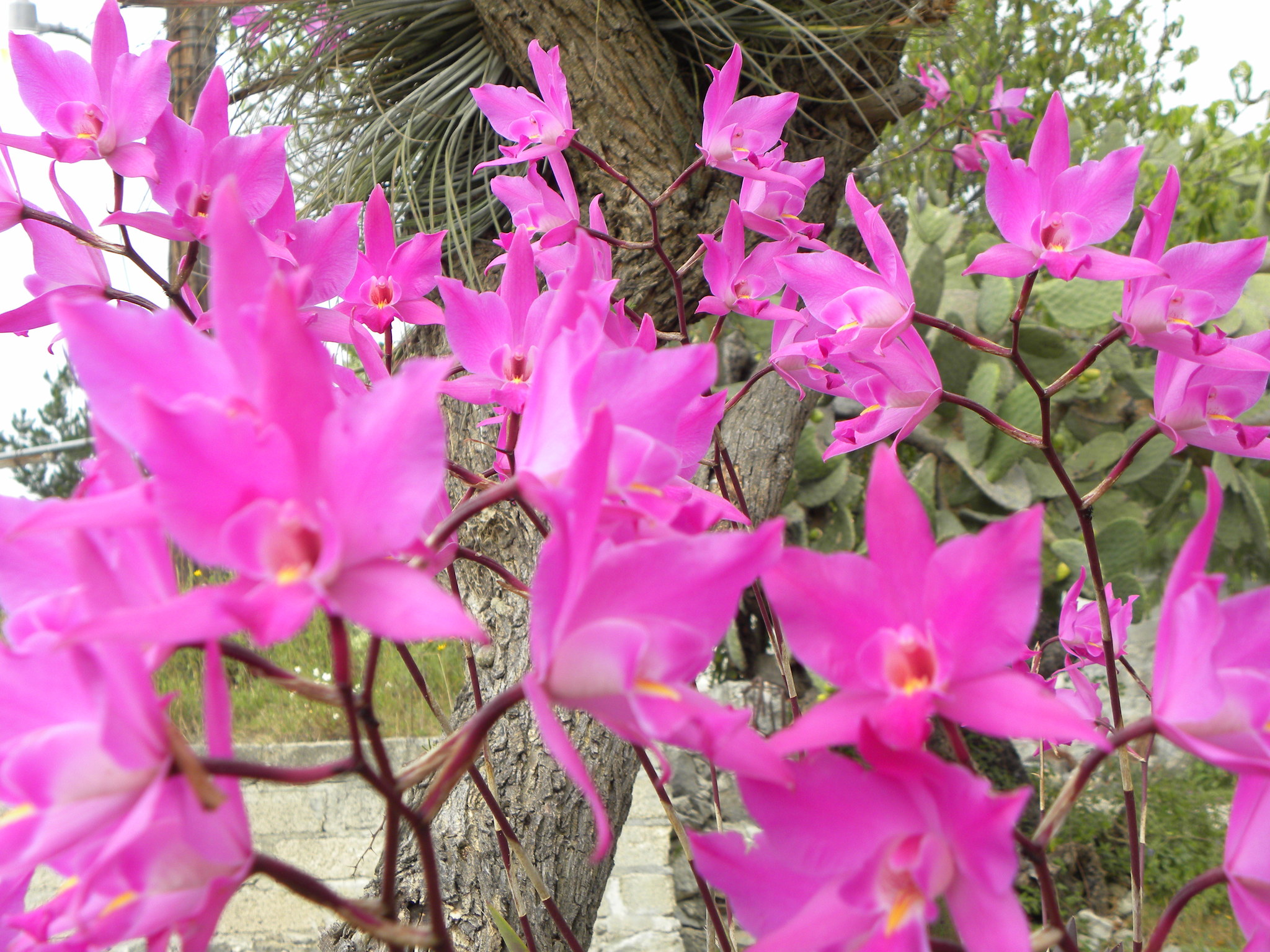 Flor de Muertos (Híbrido Laelia × gouldiana) · NaturaLista Mexico