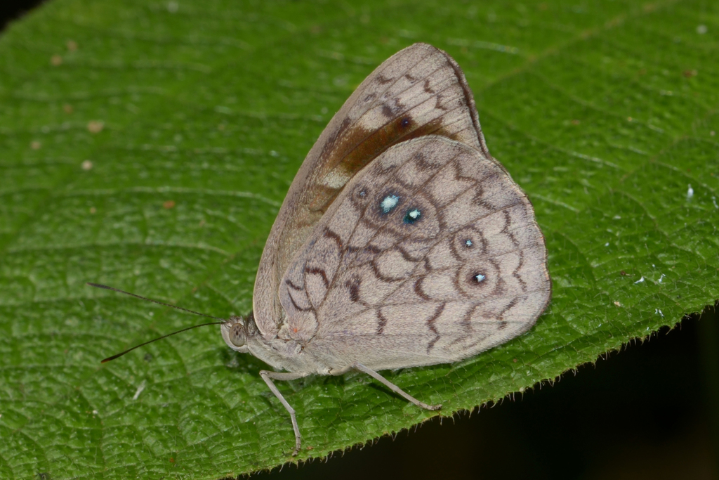 Eunica clytia
