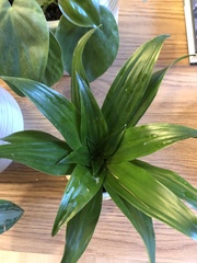 Dracaena fragrans compacta
