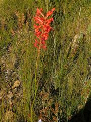 Tritoniopsis triticea