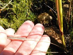 Tritoniopsis triticea