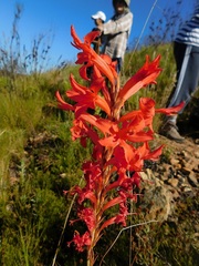 Tritoniopsis triticea