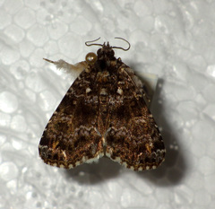 Callopistria latreillei