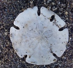 Mellitella stokesii