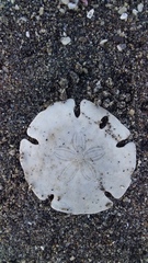 Mellitella stokesii