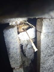 Thereuonema tuberculata