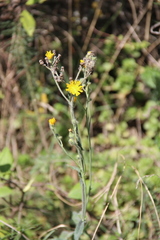 Pilosella echioides
