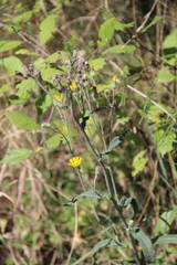 Pilosella echioides