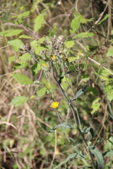 Pilosella echioides