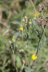 Pilosella echioides