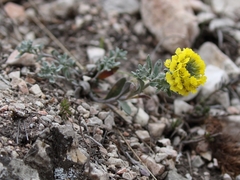 Alyssum montanum