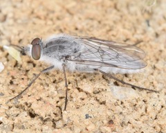Pandivirilia