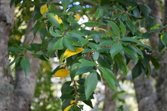 Maytenus magellanica