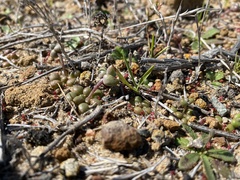 Dudleya brevifolia