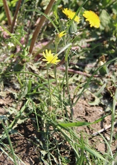 Scorzonera laciniata