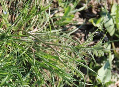 Scorzonera laciniata