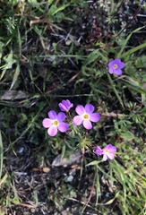 Leptosiphon latisectus