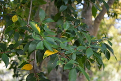 Maytenus magellanica