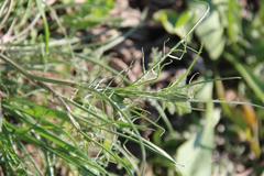 Scorzonera laciniata