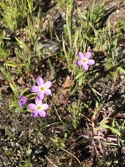 Leptosiphon latisectus