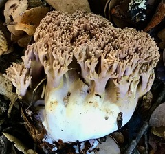 Ramaria violaceibrunnea