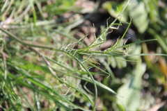 Scorzonera laciniata