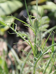 Scorzonera laciniata