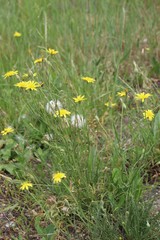 Scorzonera laciniata