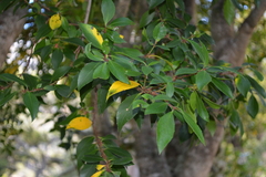 Maytenus magellanica